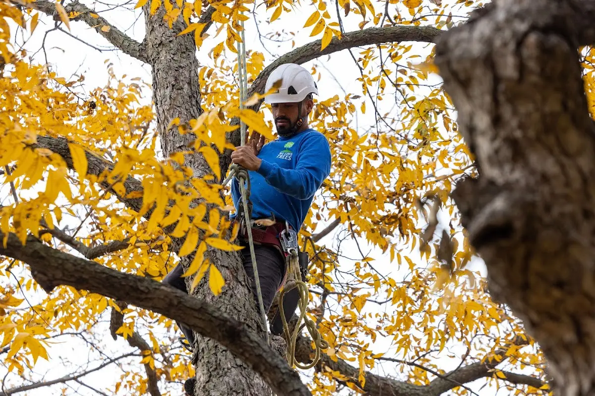 Skilled Tree Trimming crew working in Cocoa Beach