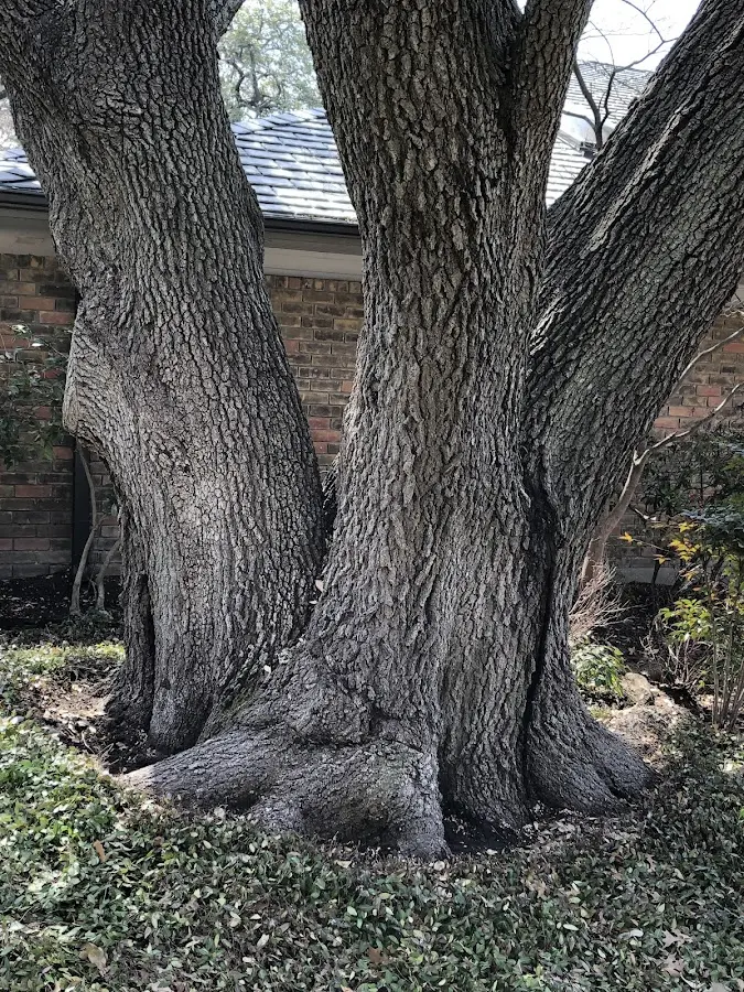 Mature heritage tree close to a Cocoa Beach property cared for by certified arborists